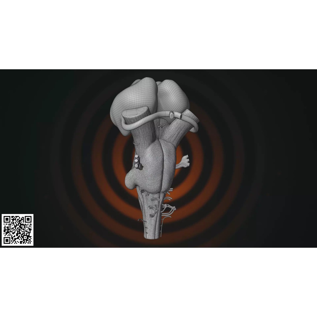 Human Brainstem 3D Model – Anatomically Accurate Medical Visualization, PBR - View 10