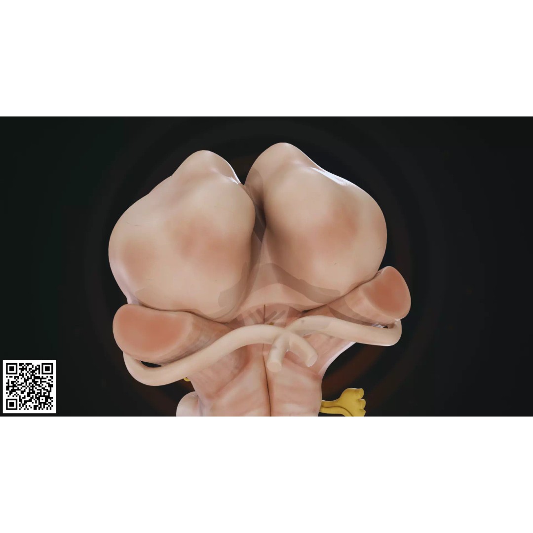 Human Brainstem 3D Model – Anatomically Accurate Medical Visualization, PBR - View 11