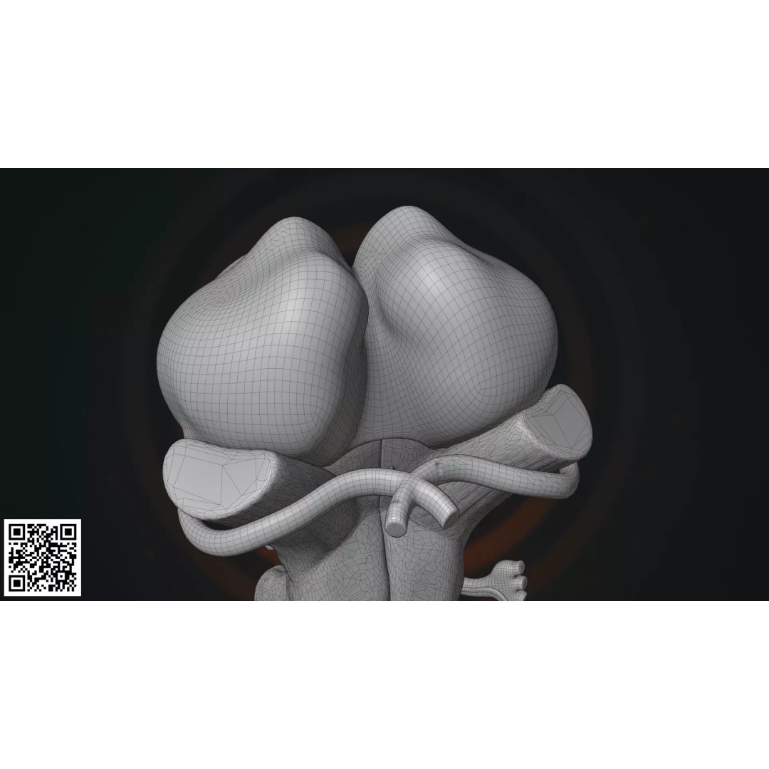 Human Brainstem 3D Model – Anatomically Accurate Medical Visualization, PBR - View 12