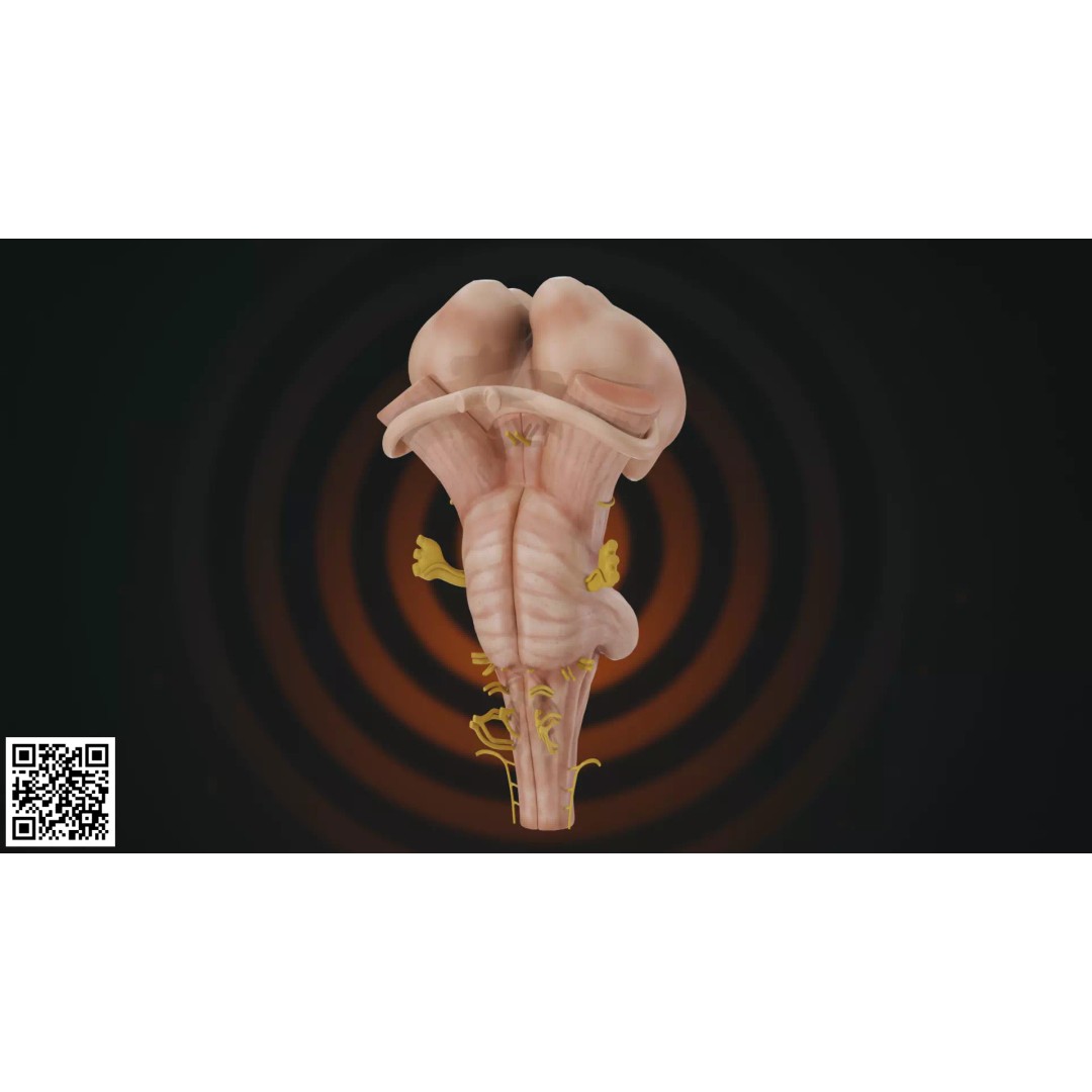 Human Brainstem 3D Model – Anatomically Accurate Medical Visualization, PBR - View 2
