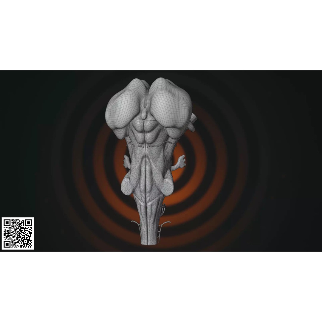 Human Brainstem 3D Model – Anatomically Accurate Medical Visualization, PBR - View 3