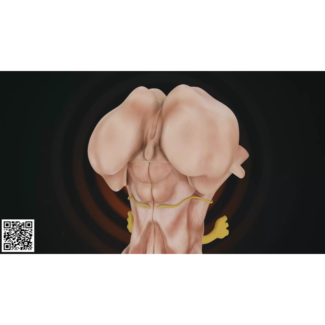 Human Brainstem 3D Model – Anatomically Accurate Medical Visualization, PBR - View 4