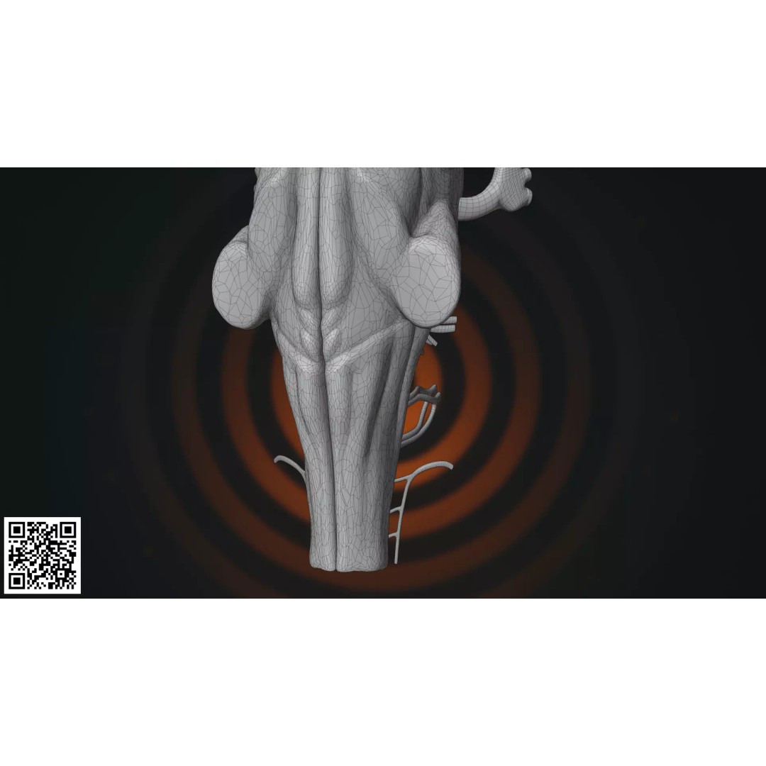 Human Brainstem 3D Model – Anatomically Accurate Medical Visualization, PBR - View 7