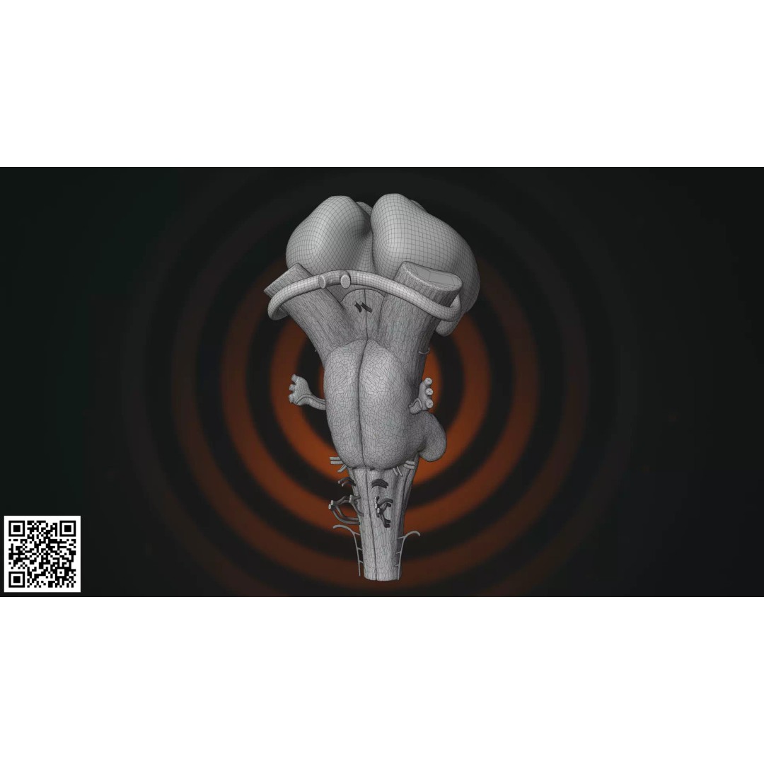 Human Brainstem 3D Model – Anatomically Accurate Medical Visualization, PBR - View 8