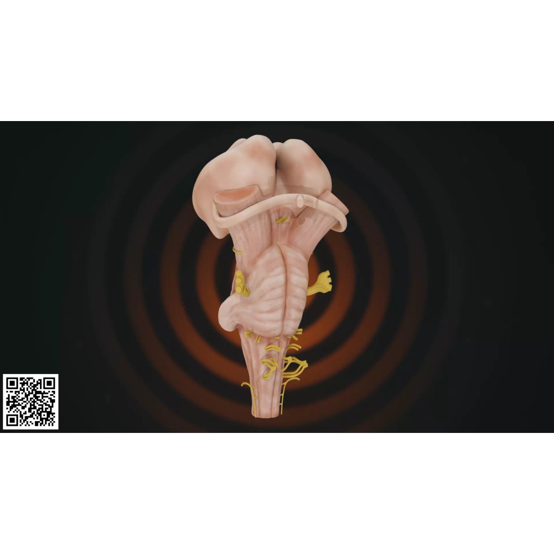 Human Brainstem 3D Model – Anatomically Accurate Medical Visualization, PBR - View 9