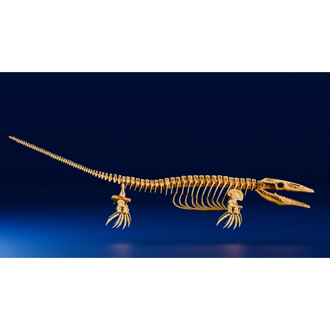 Mosasaurus 3D Model – Realistic Low-Poly Fossil for Animation - View 4