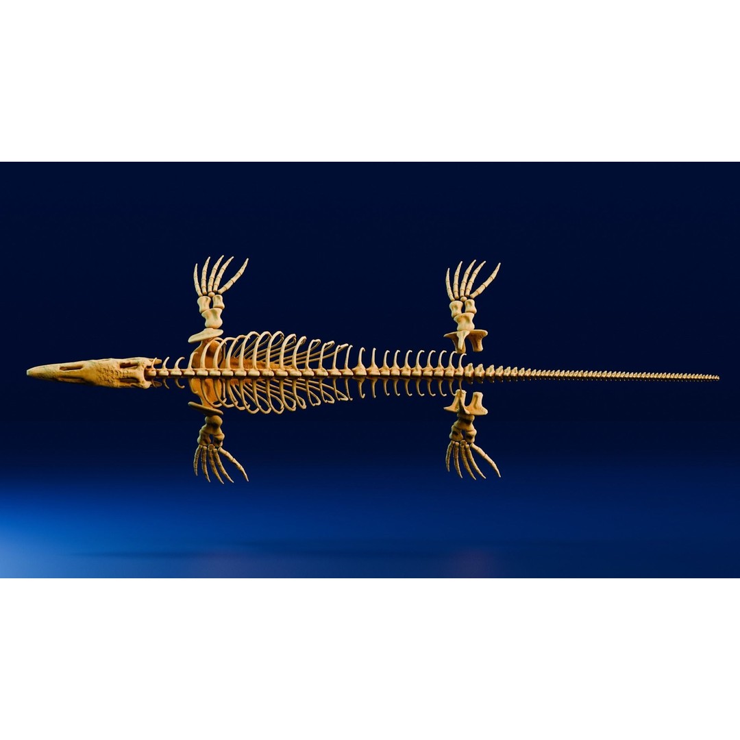 Mosasaurus 3D Model – Realistic Low-Poly Fossil for Animation - View 5