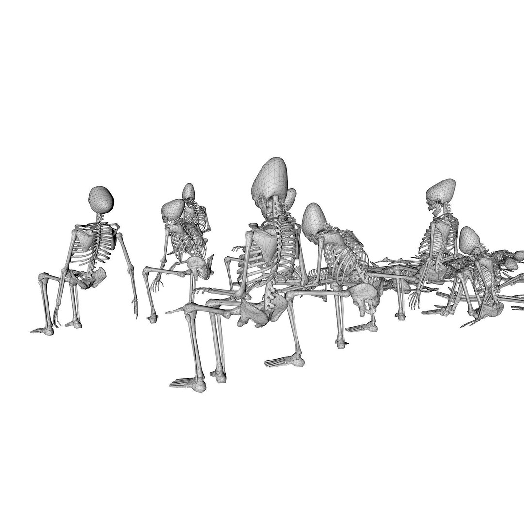 Human Skeleton 3D Model – Low Poly Anatomy Asset, OBJ & C4D - View 12