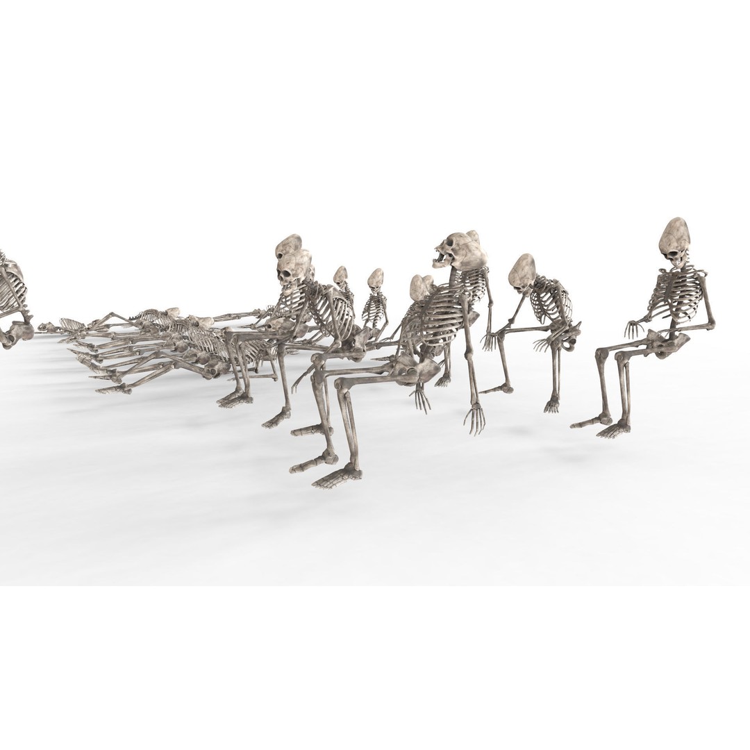 Human Skeleton 3D Model – Low Poly Anatomy Asset, OBJ & C4D - View 17