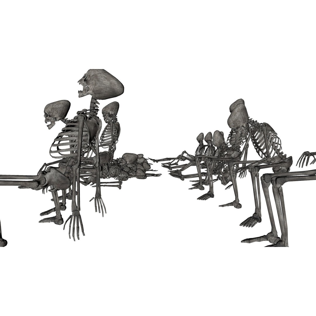 Human Skeleton 3D Model – Low Poly Anatomy Asset, OBJ & C4D - View 22