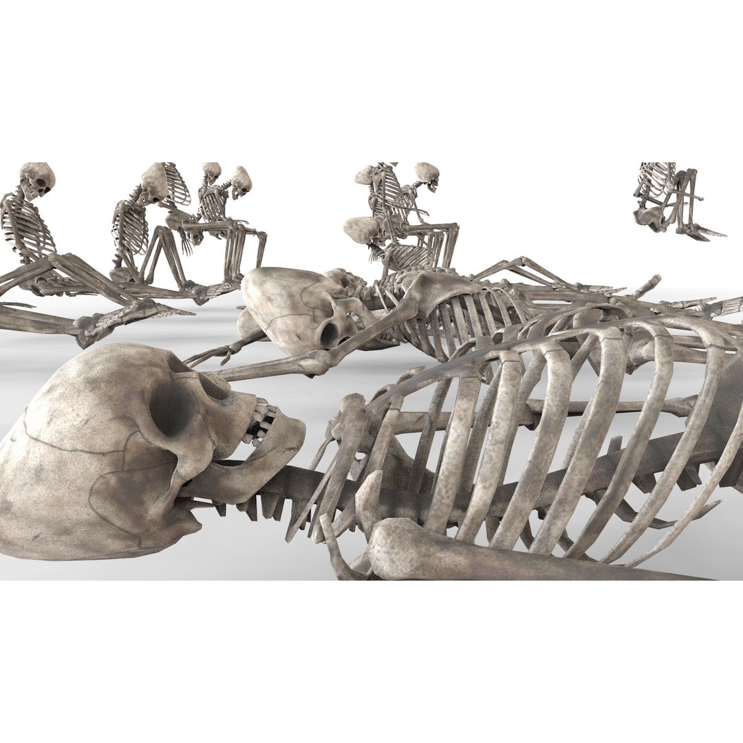 Human Skeleton 3D Model – Low Poly Anatomy Asset, OBJ & C4D - View 8