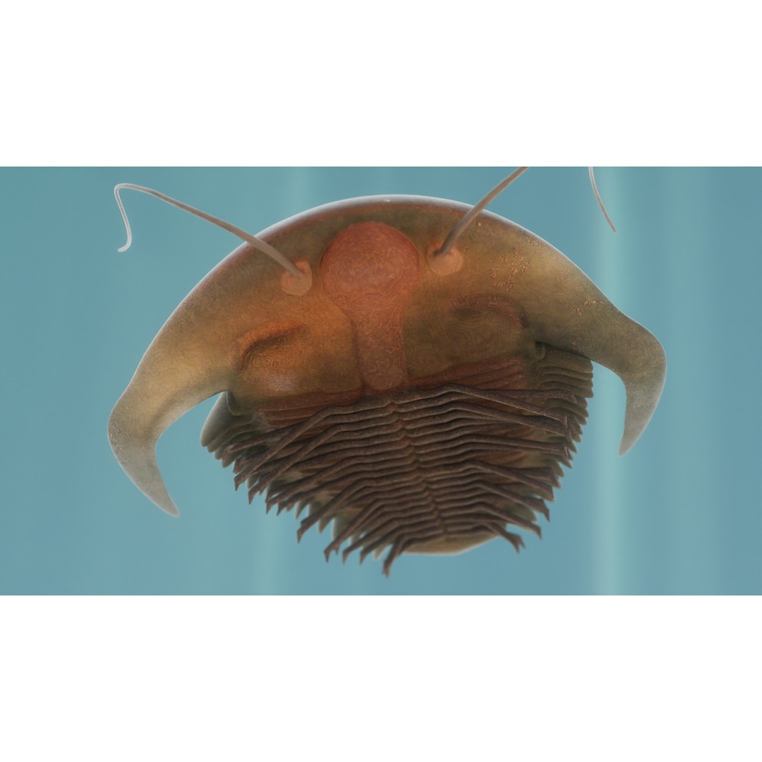 Trilobite 3D Model – Low Poly Rigged Asset with PBR Textures, Blender - View 12