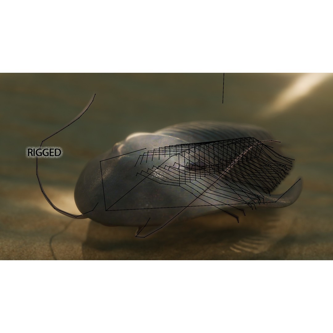 Trilobite 3D Model – Low Poly Rigged Asset with PBR Textures, Blender - View 13