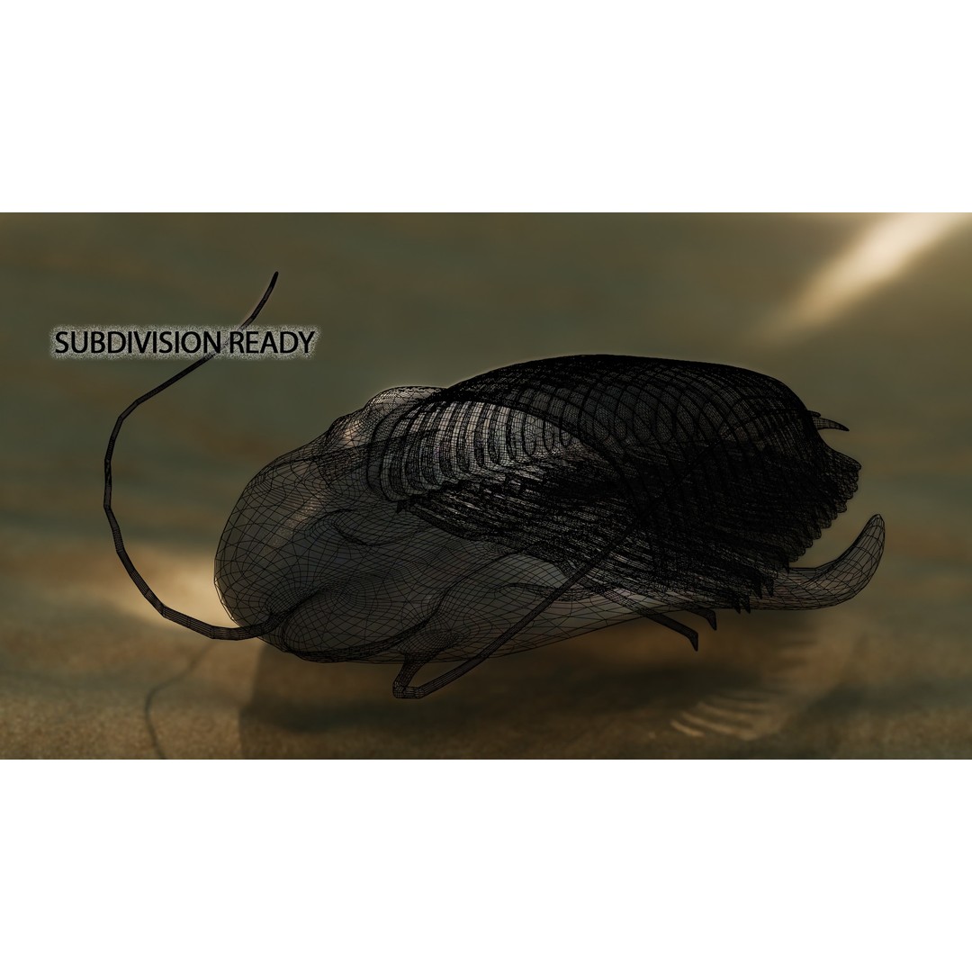 Trilobite 3D Model – Low Poly Rigged Asset with PBR Textures, Blender - View 14