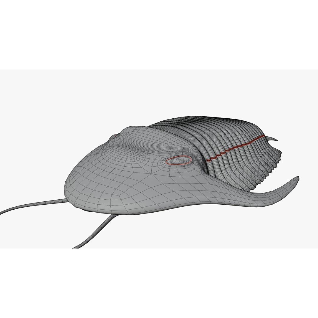 Trilobite 3D Model – Low Poly Rigged Asset with PBR Textures, Blender - View 15