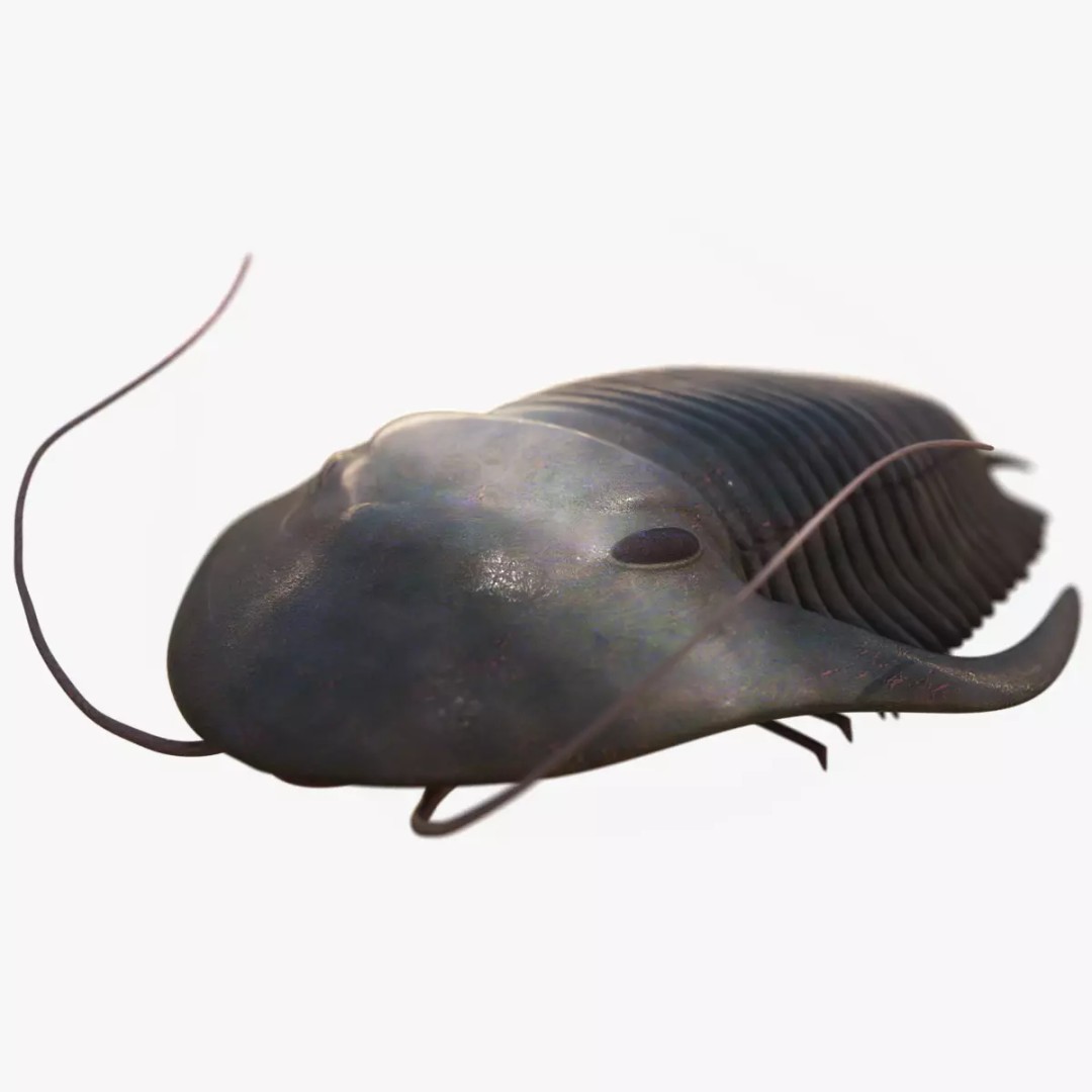 Trilobite 3D Model – Low Poly Rigged Asset with PBR Textures, Blender - View 2