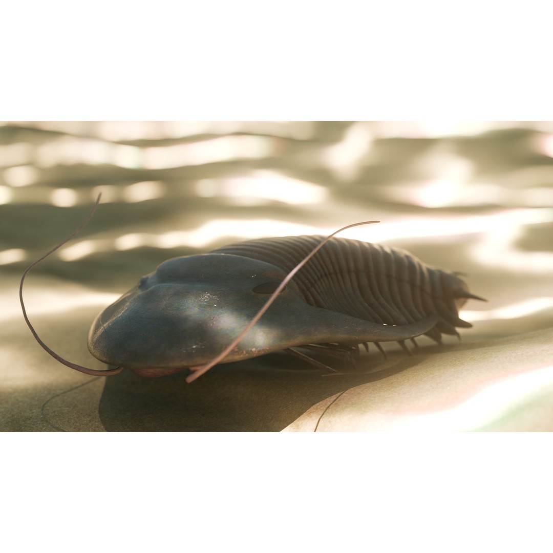 Trilobite 3D Model – Low Poly Rigged Asset with PBR Textures, Blender - View 3
