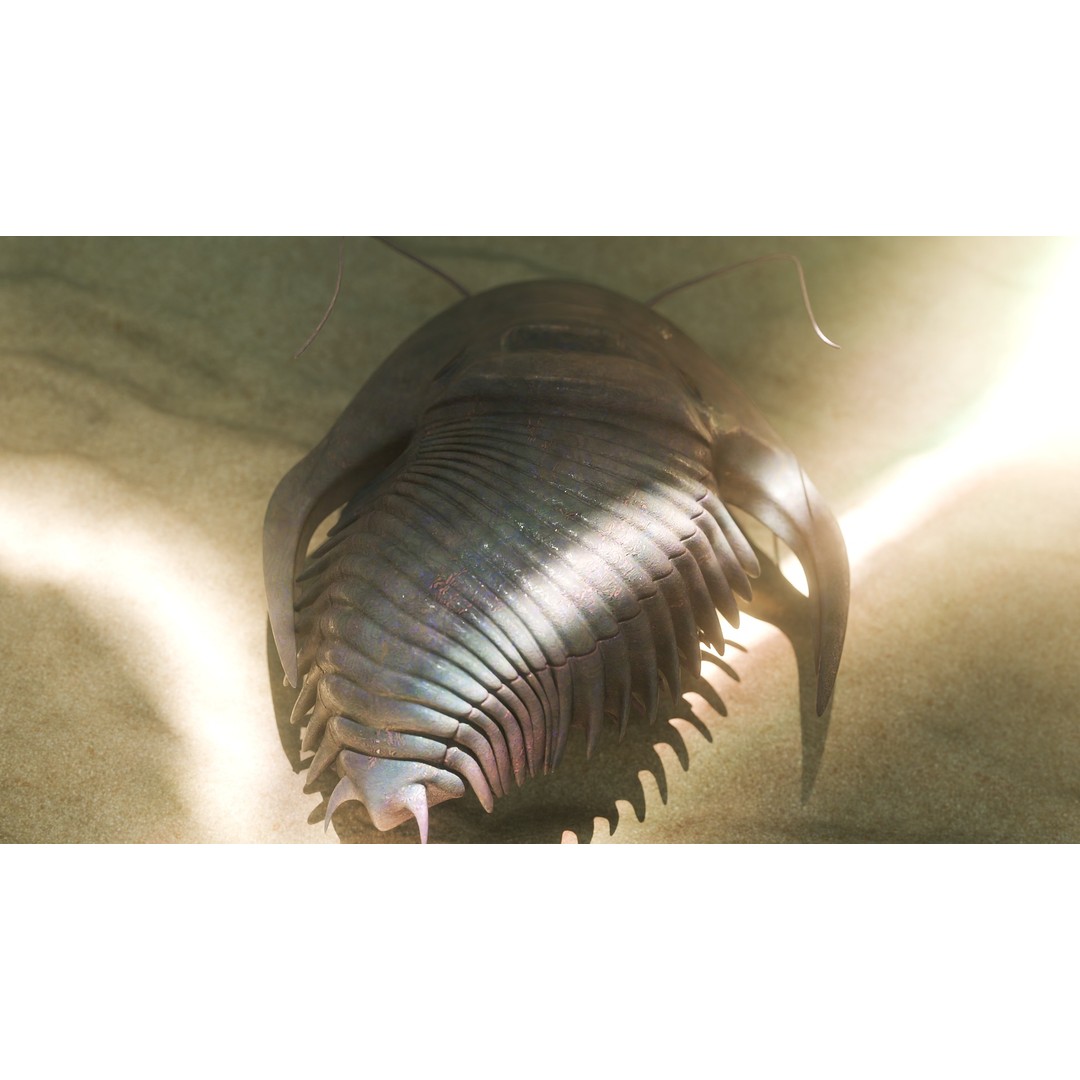 Trilobite 3D Model – Low Poly Rigged Asset with PBR Textures, Blender - View 4