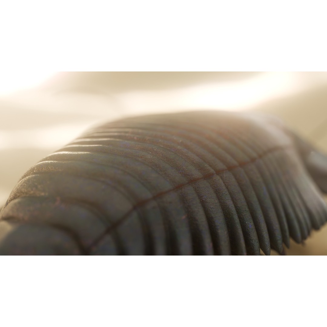 Trilobite 3D Model – Low Poly Rigged Asset with PBR Textures, Blender - View 5