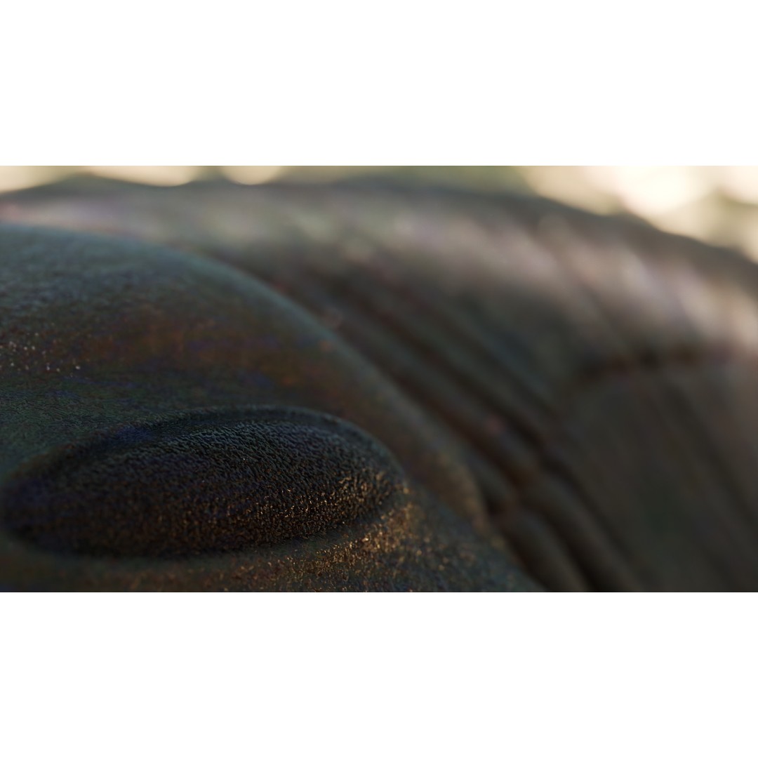 Trilobite 3D Model – Low Poly Rigged Asset with PBR Textures, Blender - View 6