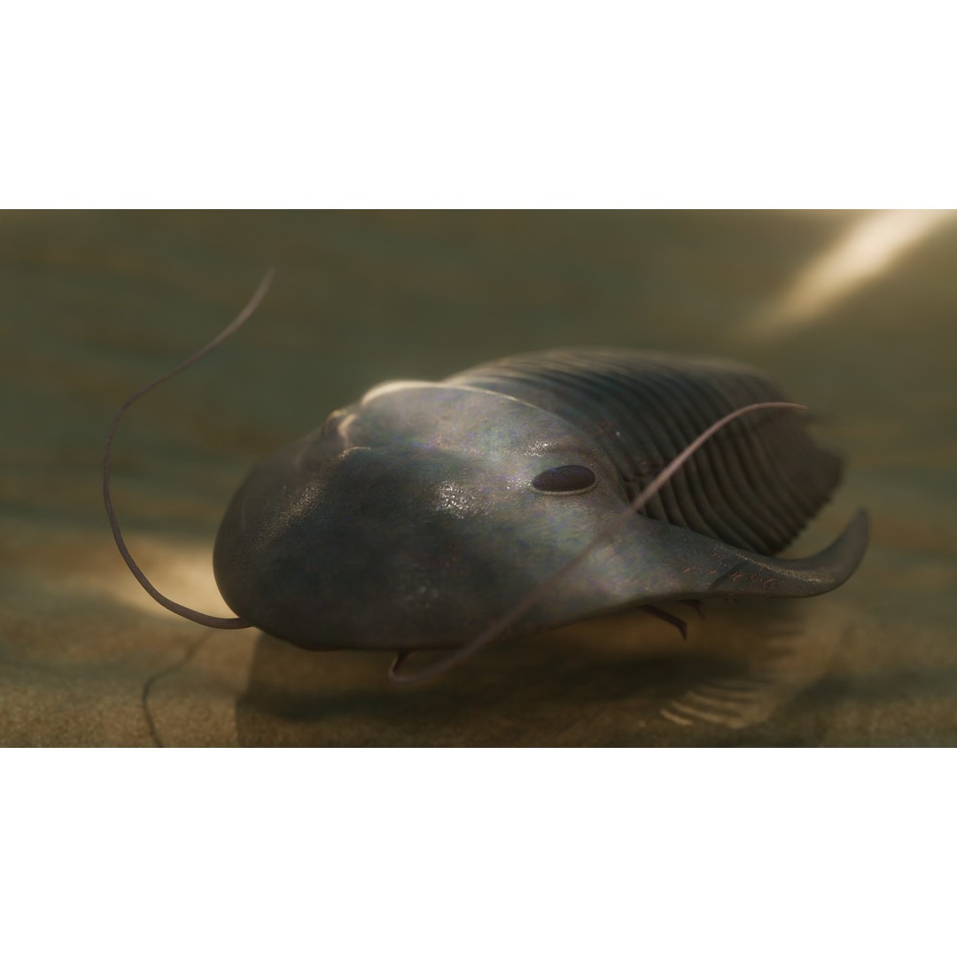 Trilobite 3D Model – Low Poly Rigged Asset with PBR Textures, Blender - View 7
