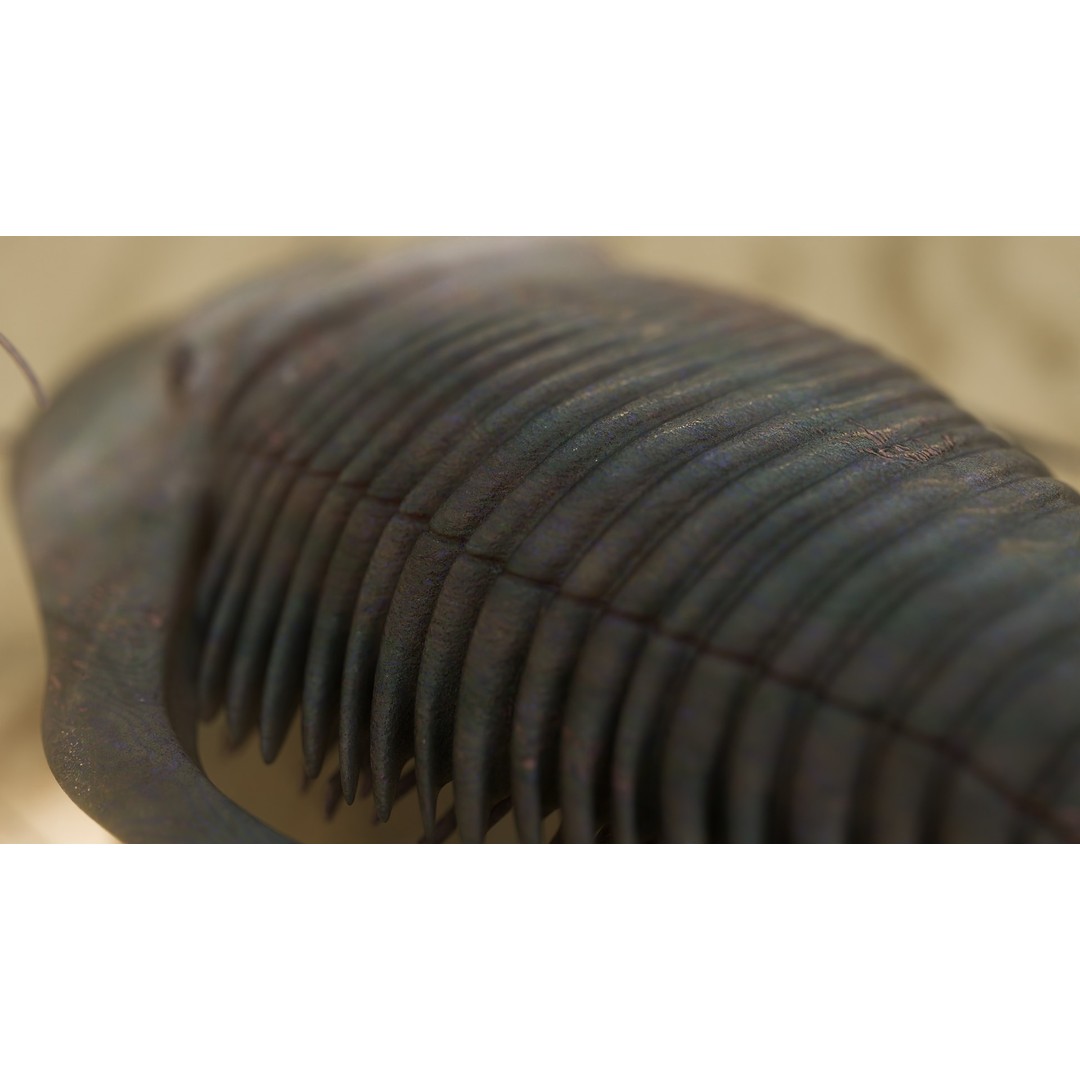 Trilobite 3D Model – Low Poly Rigged Asset with PBR Textures, Blender - View 9