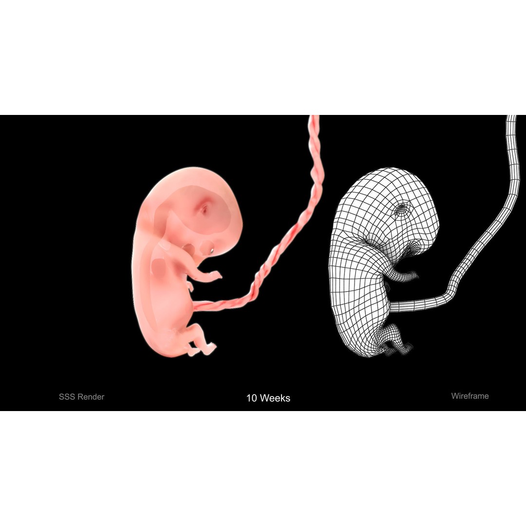 Animated Human Fetus 3D Model – Low Poly Rigged Asset, FBX, Blender - View 10