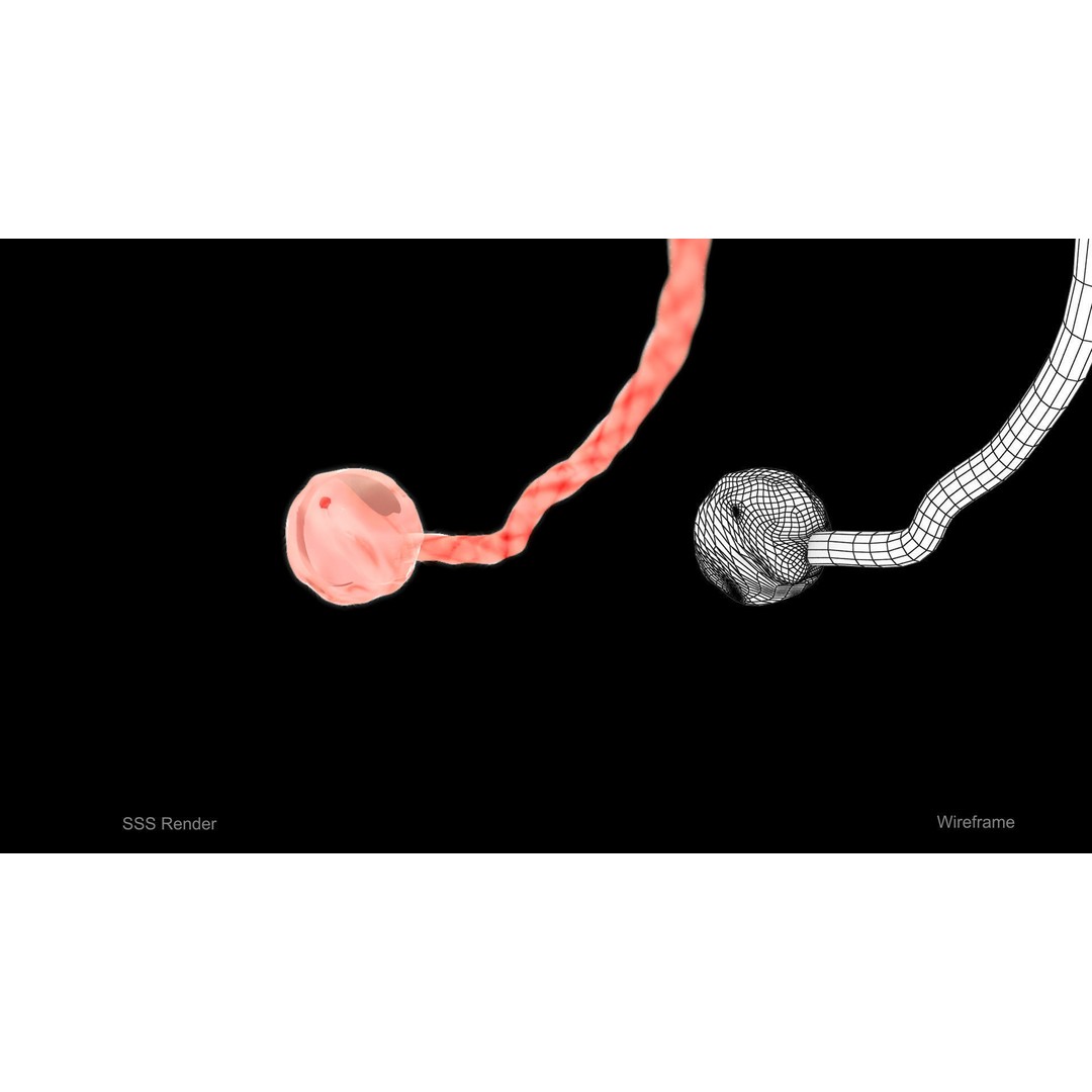 Animated Human Fetus 3D Model – Low Poly Rigged Asset, FBX, Blender - View 11