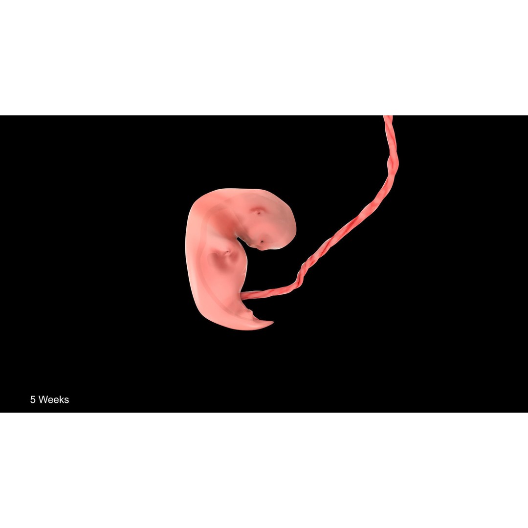 Animated Human Fetus 3D Model – Low Poly Rigged Asset, FBX, Blender - View 15