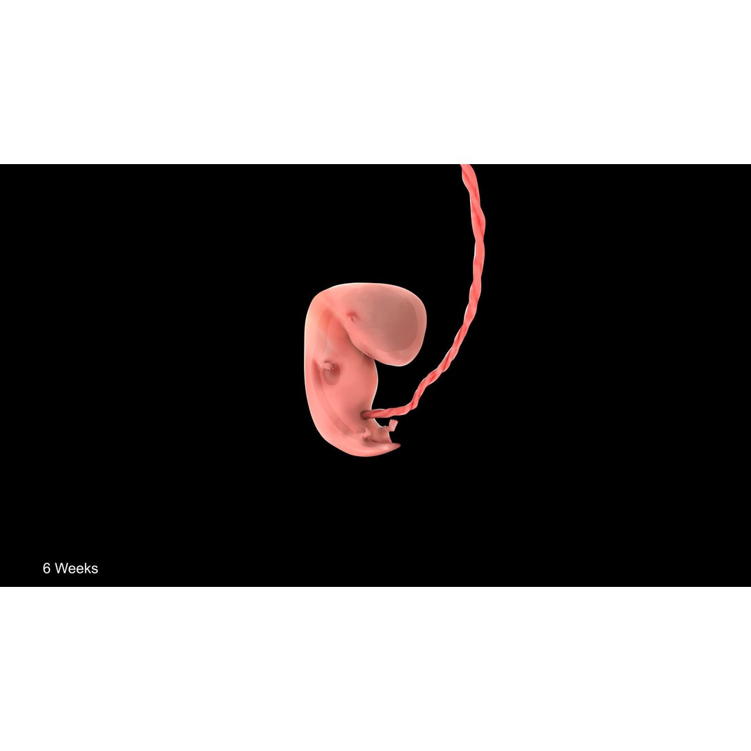 Animated Human Fetus 3D Model – Low Poly Rigged Asset, FBX, Blender - View 18