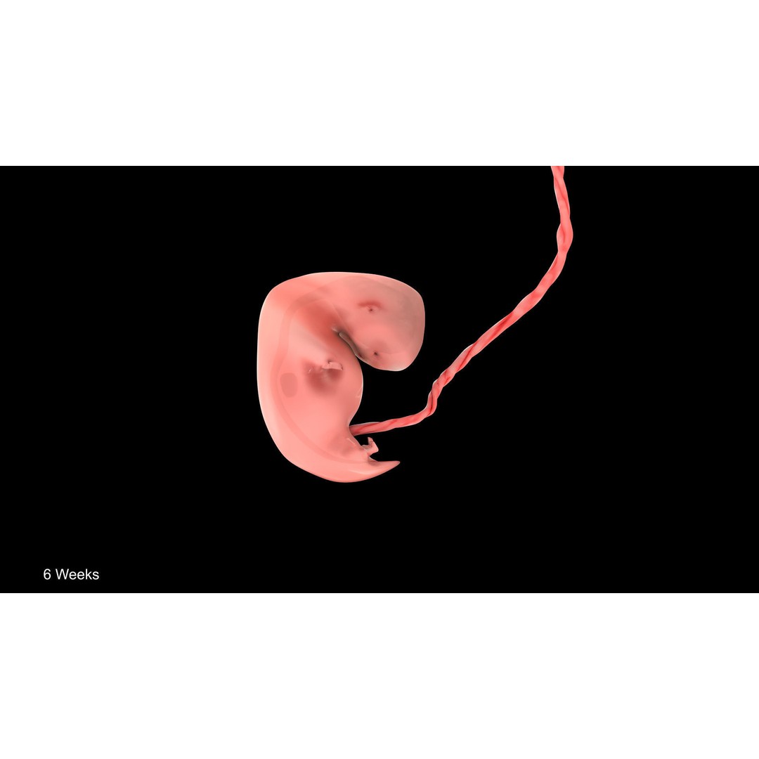 Animated Human Fetus 3D Model – Low Poly Rigged Asset, FBX, Blender - View 19