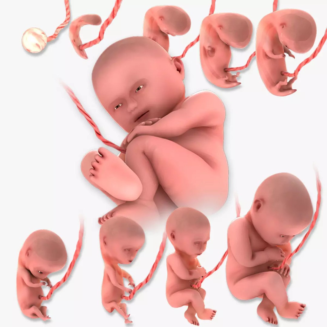 Animated Human Fetus 3D Model – Low Poly Rigged Asset, FBX, Blender - View 2