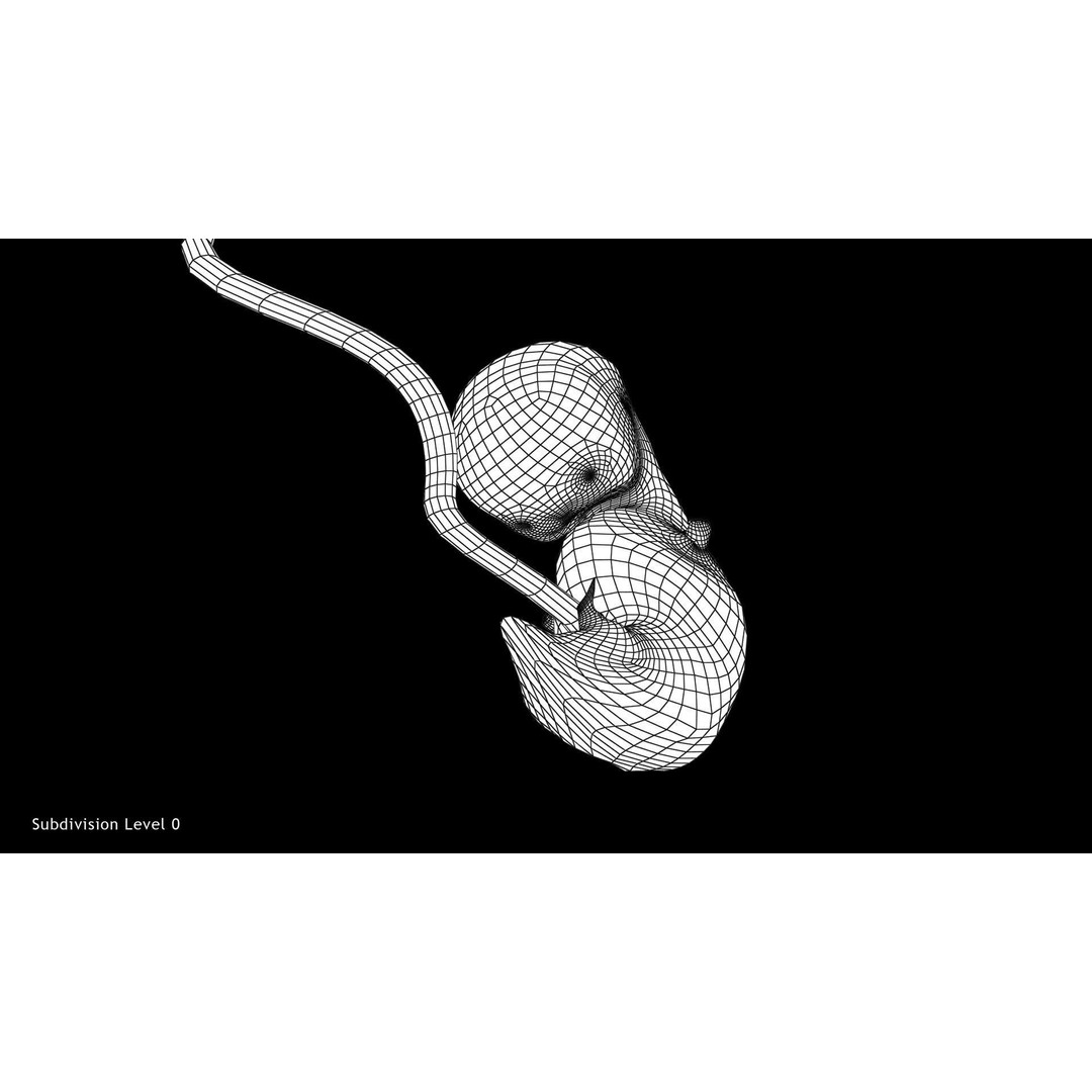 Animated Human Fetus 3D Model – Low Poly Rigged Asset, FBX, Blender - View 22