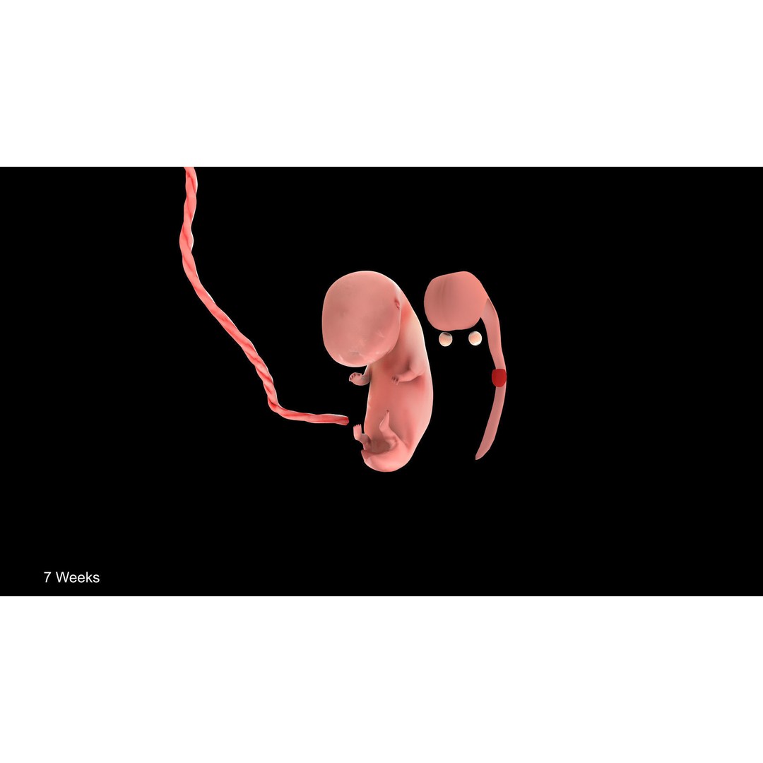 Animated Human Fetus 3D Model – Low Poly Rigged Asset, FBX, Blender - View 23