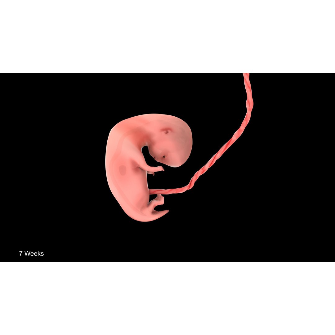 Animated Human Fetus 3D Model – Low Poly Rigged Asset, FBX, Blender - View 24