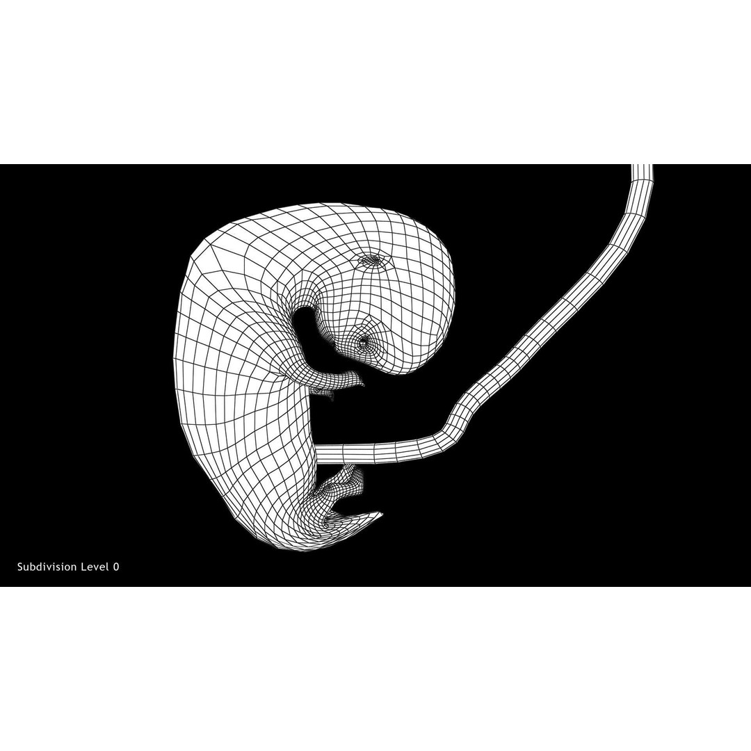 Animated Human Fetus 3D Model – Low Poly Rigged Asset, FBX, Blender - View 25