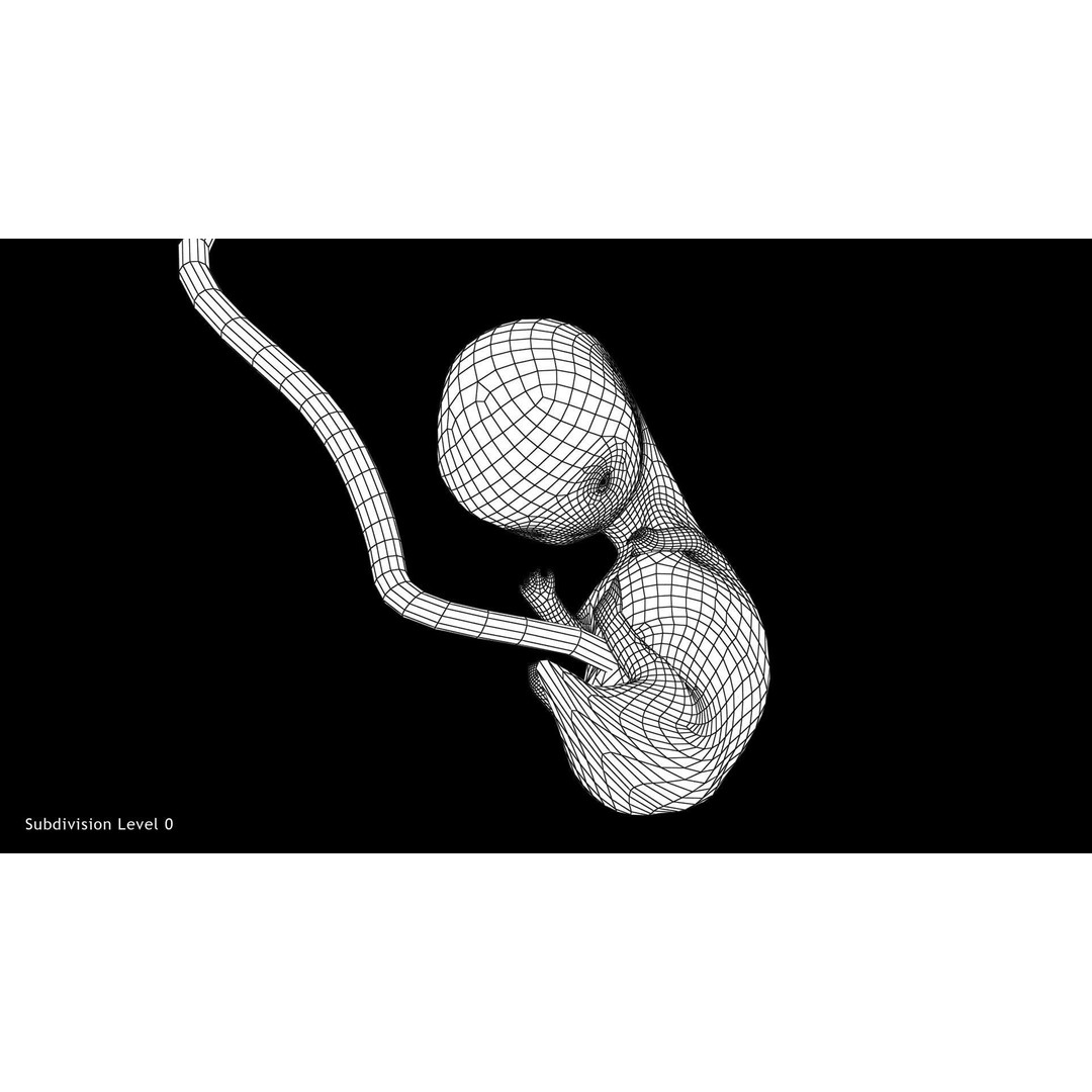 Animated Human Fetus 3D Model – Low Poly Rigged Asset, FBX, Blender - View 26