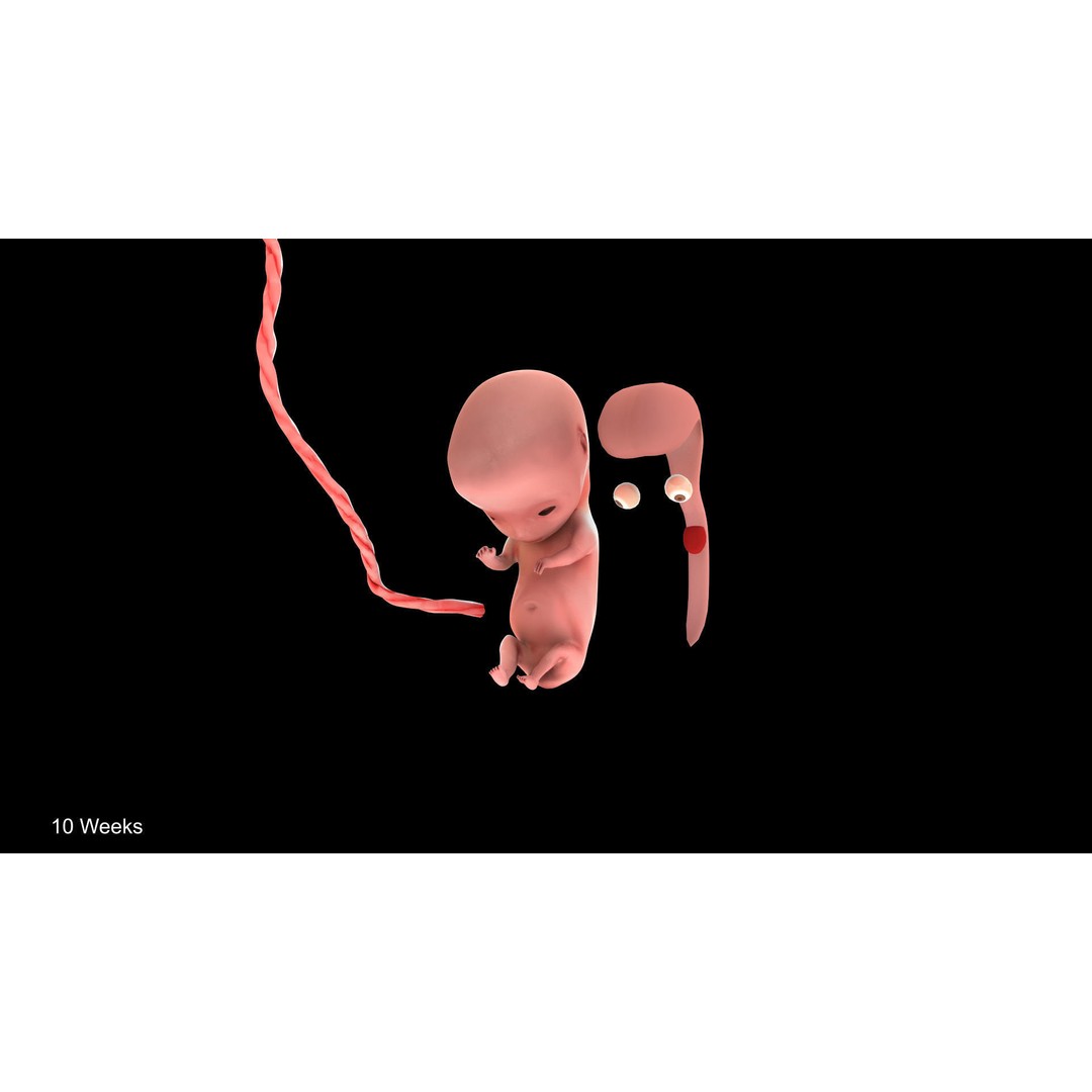 Animated Human Fetus 3D Model – Low Poly Rigged Asset, FBX, Blender - View 28
