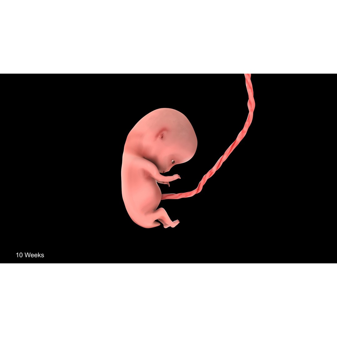 Animated Human Fetus 3D Model – Low Poly Rigged Asset, FBX, Blender - View 29
