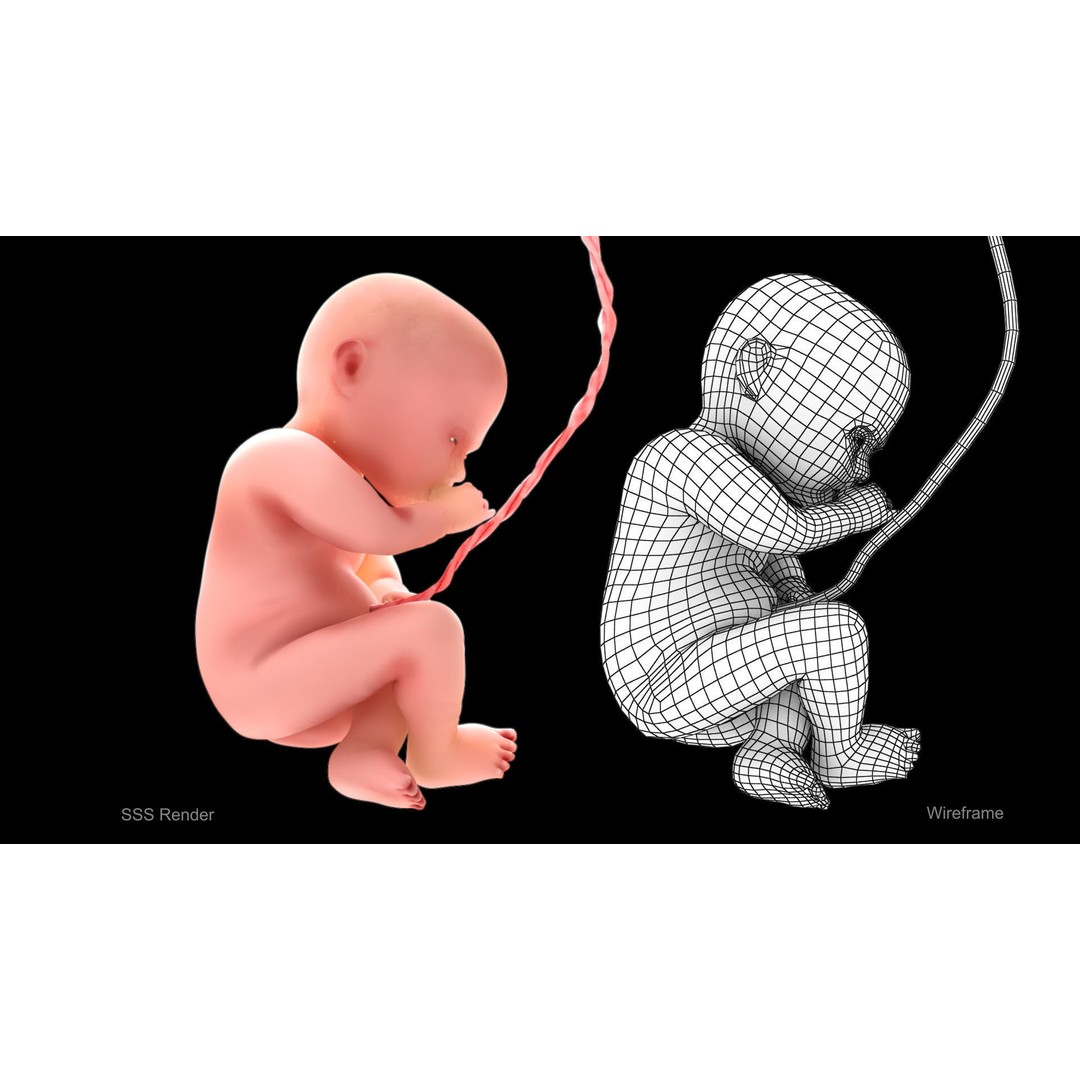 Animated Human Fetus 3D Model – Low Poly Rigged Asset, FBX, Blender - View 3