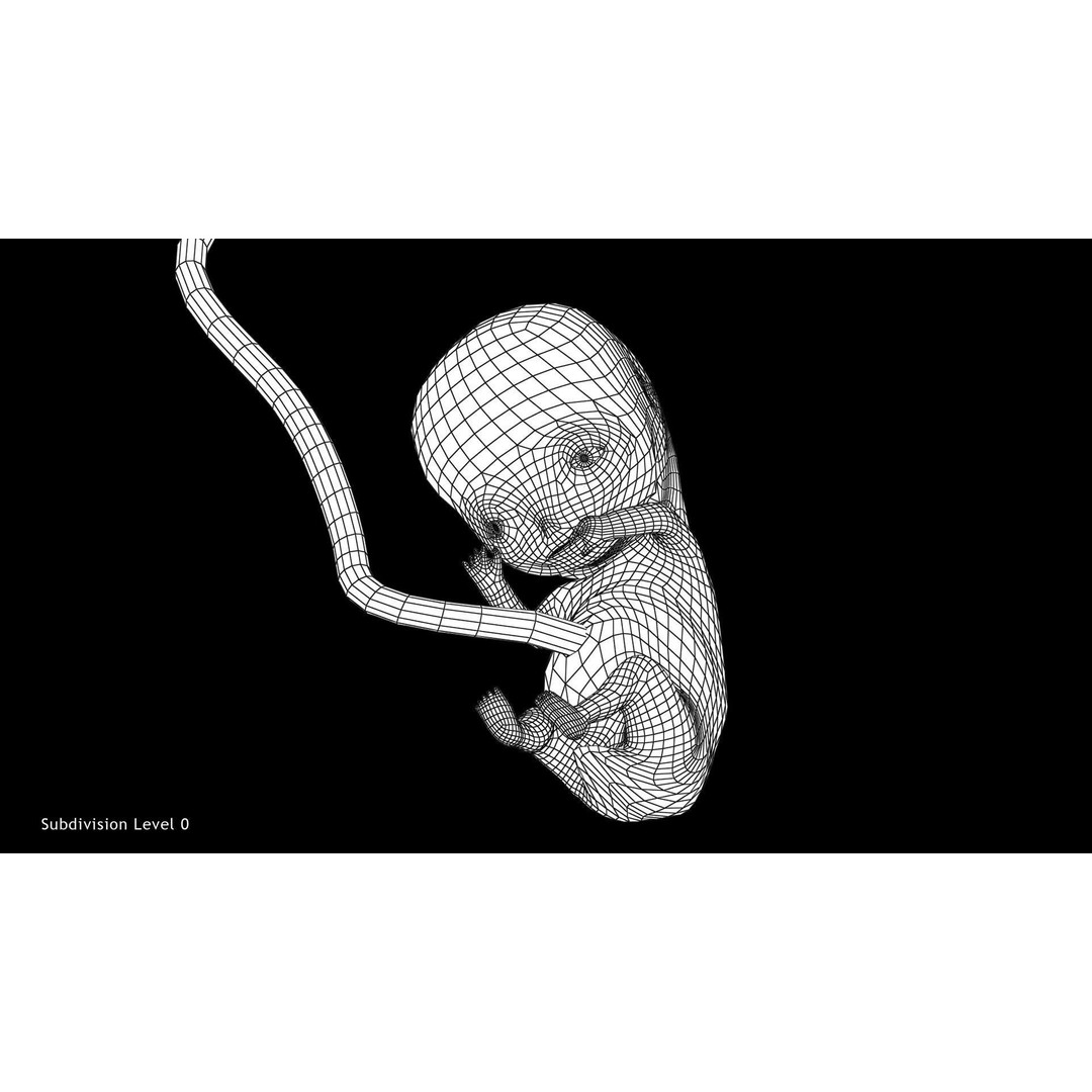 Animated Human Fetus 3D Model – Low Poly Rigged Asset, FBX, Blender - View 30