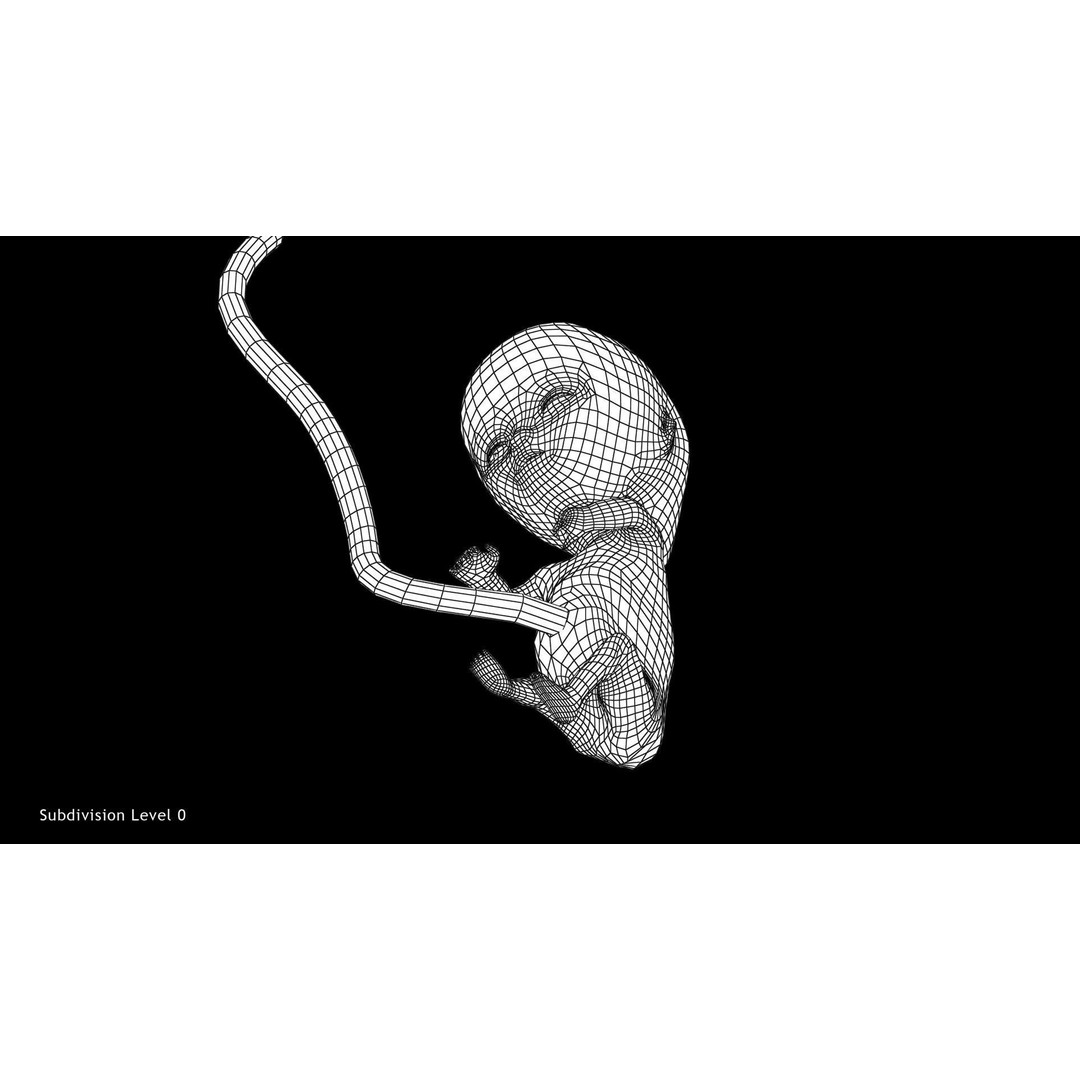 Animated Human Fetus 3D Model – Low Poly Rigged Asset, FBX, Blender - View 32