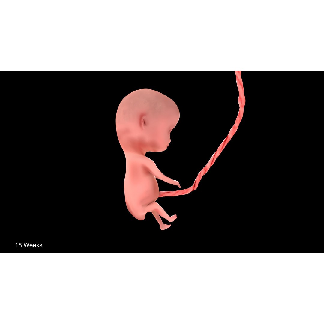 Animated Human Fetus 3D Model – Low Poly Rigged Asset, FBX, Blender - View 33