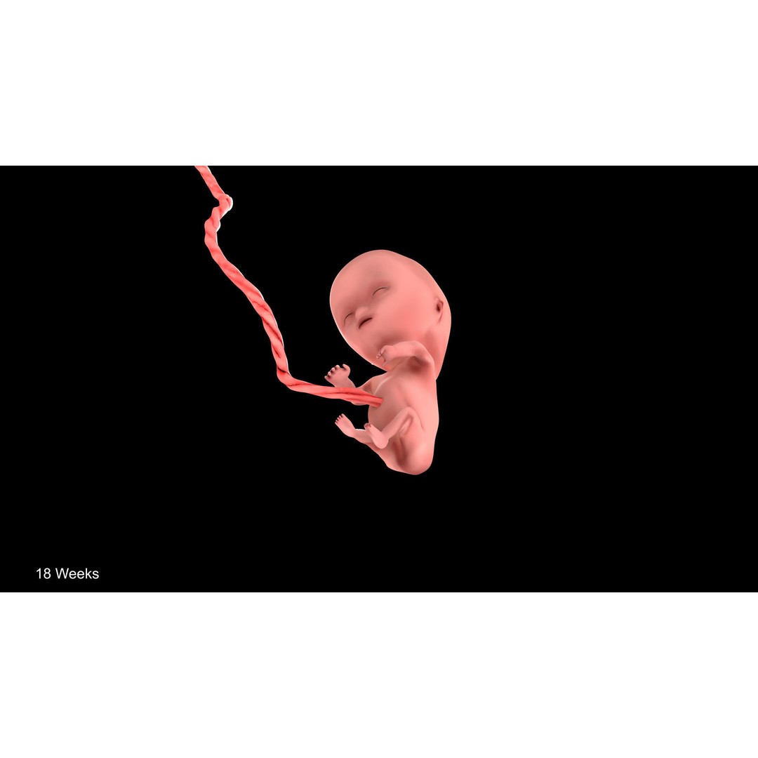 Animated Human Fetus 3D Model – Low Poly Rigged Asset, FBX, Blender - View 34