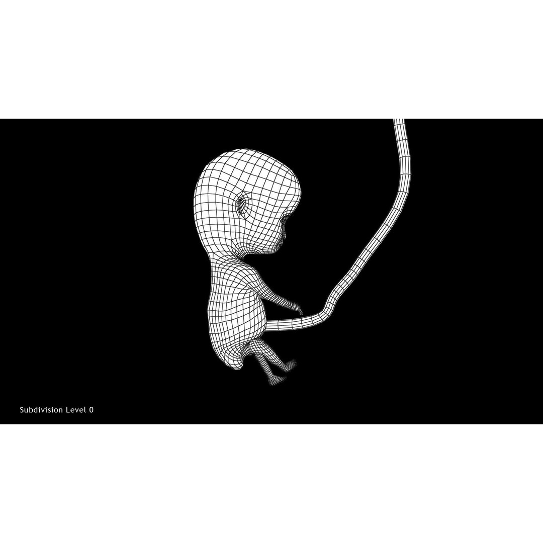 Animated Human Fetus 3D Model – Low Poly Rigged Asset, FBX, Blender - View 35