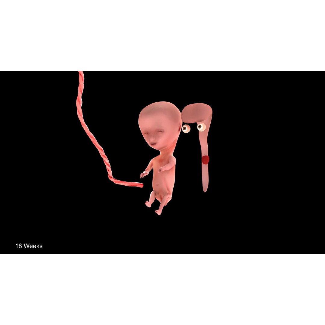 Animated Human Fetus 3D Model – Low Poly Rigged Asset, FBX, Blender - View 36