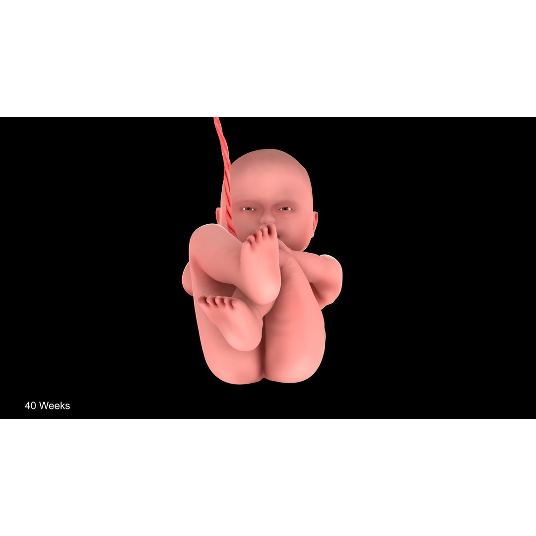 Animated Human Fetus 3D Model – Low Poly Rigged Asset, FBX, Blender - View 38