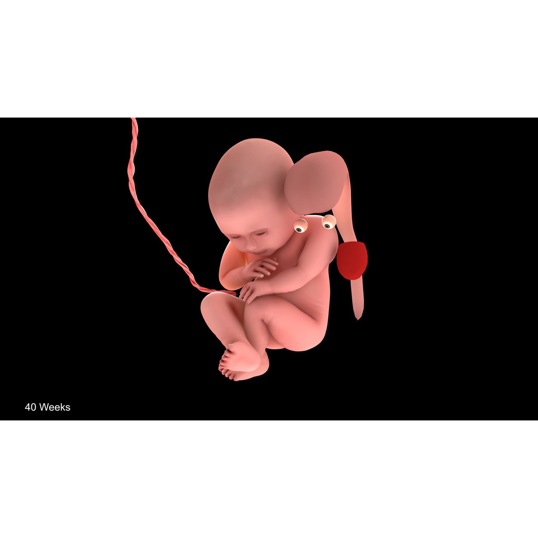 Animated Human Fetus 3D Model – Low Poly Rigged Asset, FBX, Blender - View 39