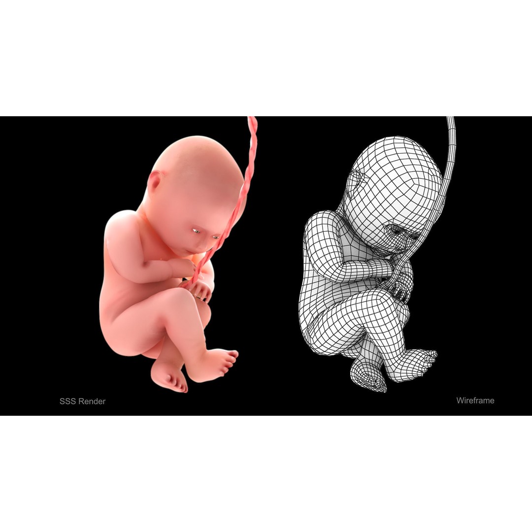 Animated Human Fetus 3D Model – Low Poly Rigged Asset, FBX, Blender - View 4