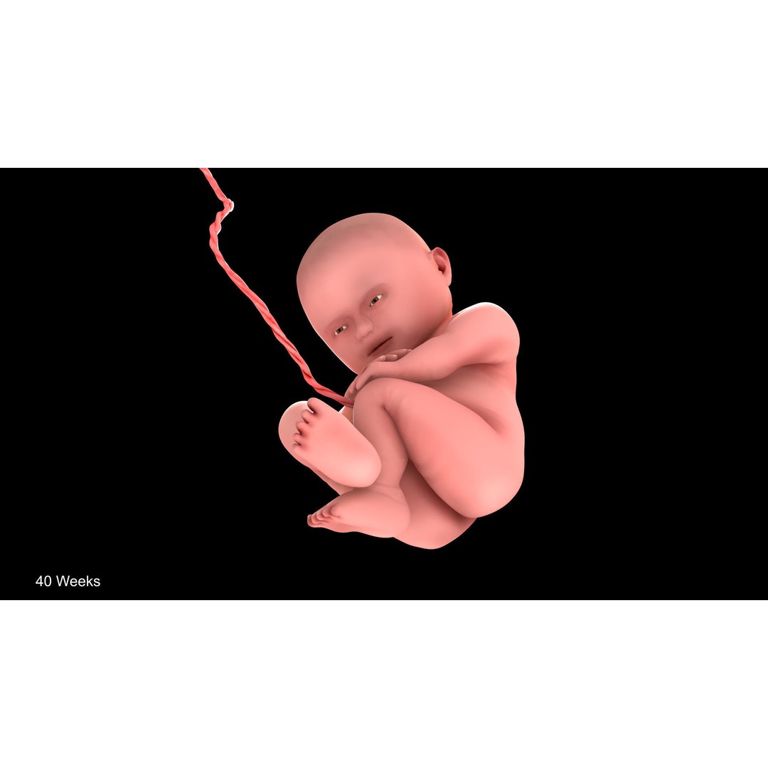 Animated Human Fetus 3D Model – Low Poly Rigged Asset, FBX, Blender - View 40